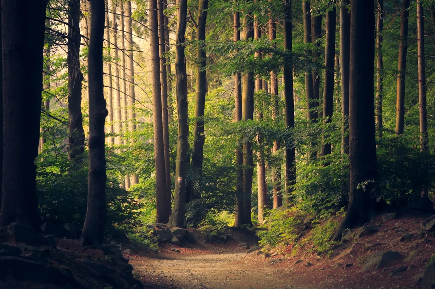 Associations environnementales : mobiliser et collecter pour la planète