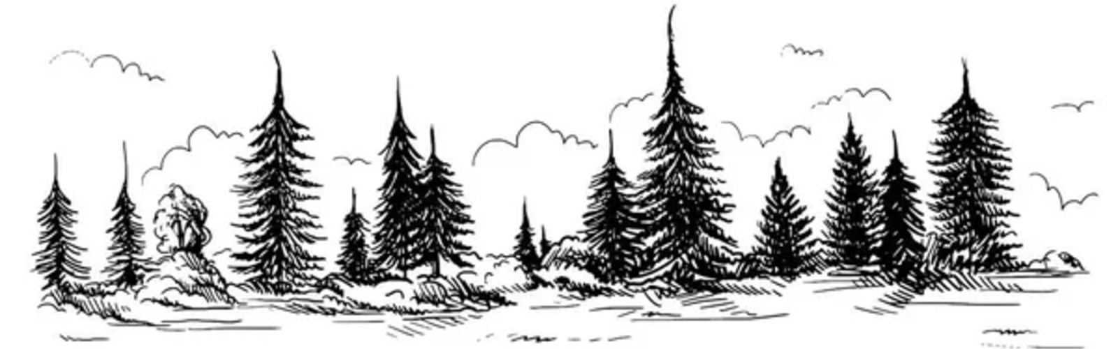 Sapins de Noël